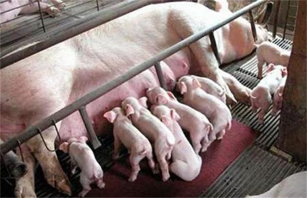 后备母猪不发情怎么办