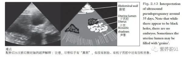 如何正确使用B超进行妊娠检查