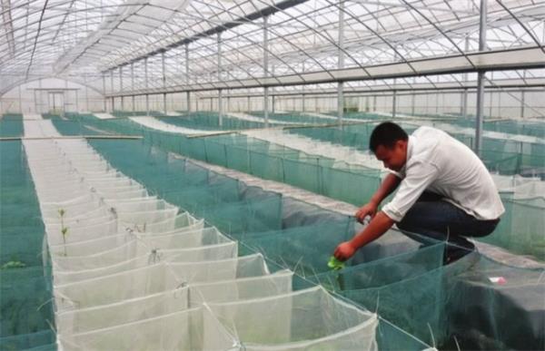 黄鳝常见的养殖模式