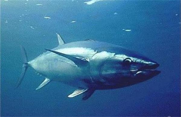金枪鱼的人工养殖方法