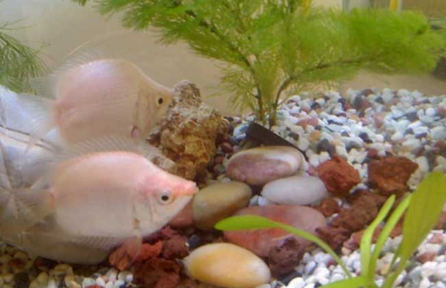 接吻鱼为什么接吻？