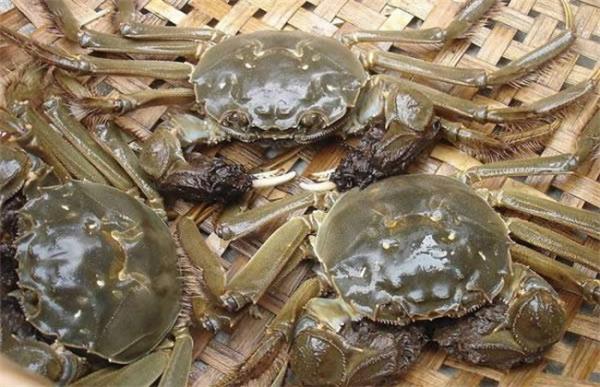 夏季养殖河蟹注意事项