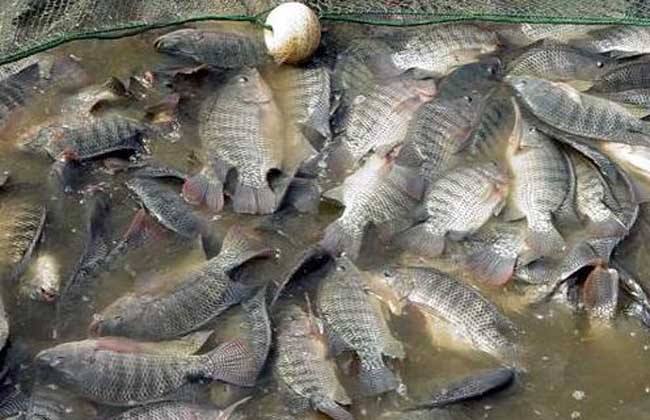 罗非鱼越冬的养殖方法