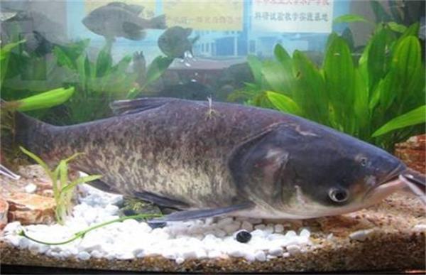 花鲢鱼该怎么养