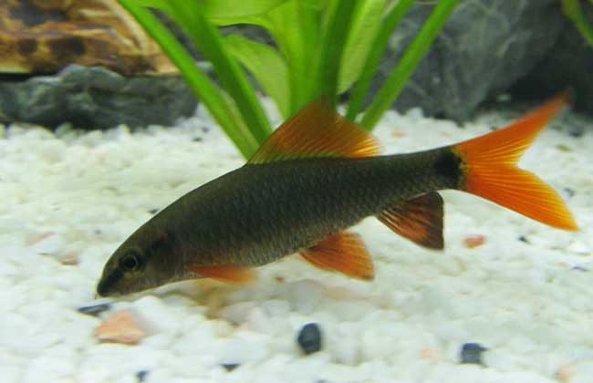 灯鱼和什么鱼混养?