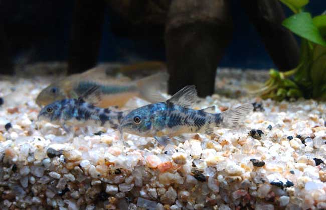 灯鱼和什么鱼混养？