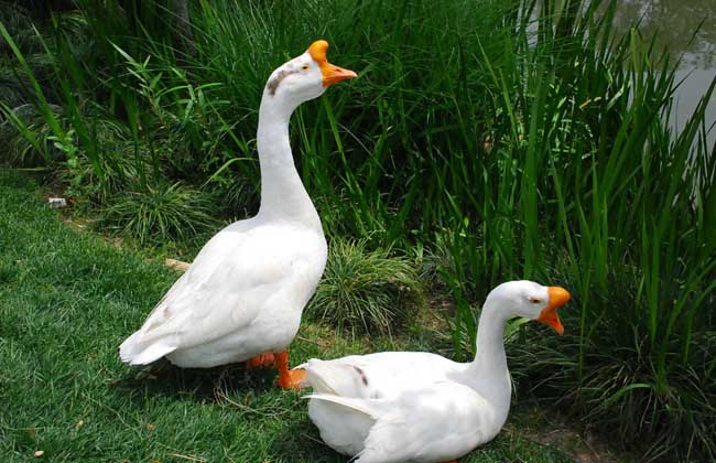 产蛋鹅饲养管理技术