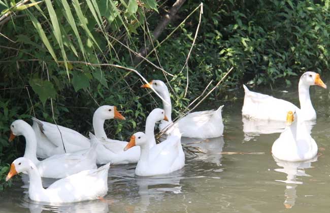 产蛋鹅饲养管理技术