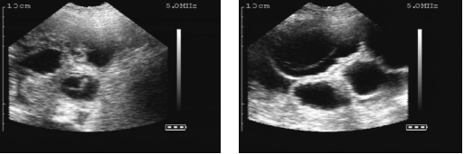 怎么给猪配种 配种管理指南（连载十）