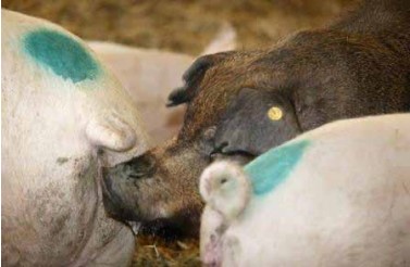 怎么给猪配种 配种管理指南（连载十）