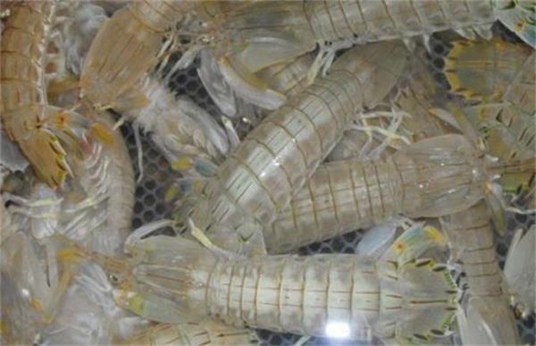 皮皮虾养殖的注意事项