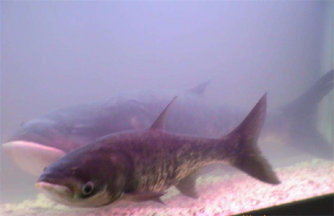 花鲢鱼该怎么养