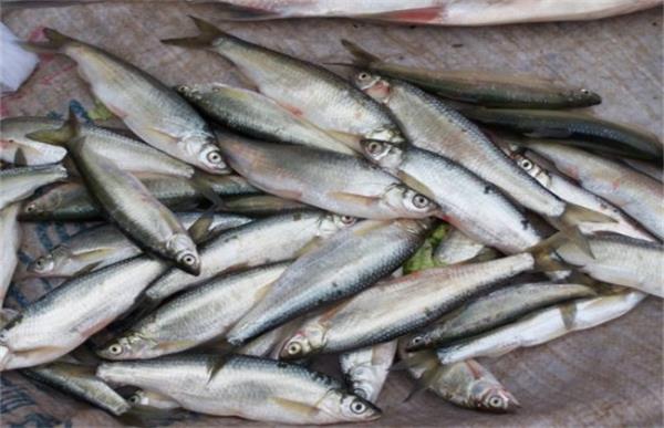 白条鱼的养殖方法