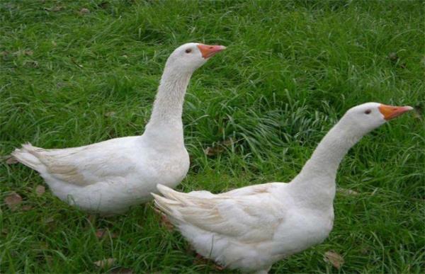 鹅脚软了怎么办