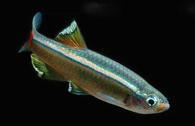 灯鱼和什么鱼混养?