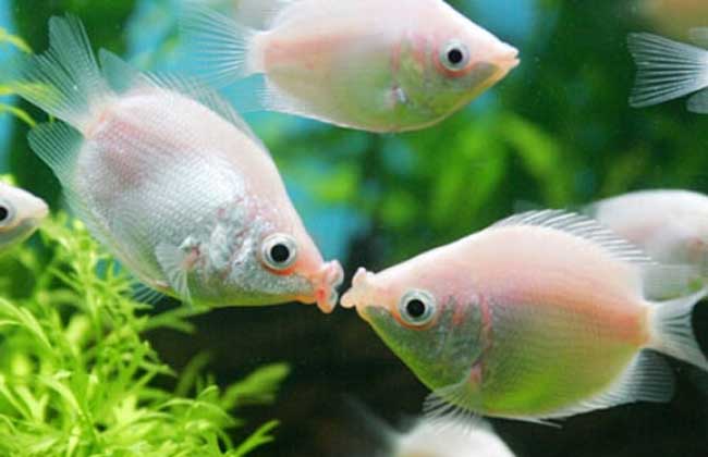 接吻鱼为什么接吻？