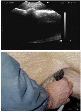 怎么给猪配种 配种管理指南（连载十）