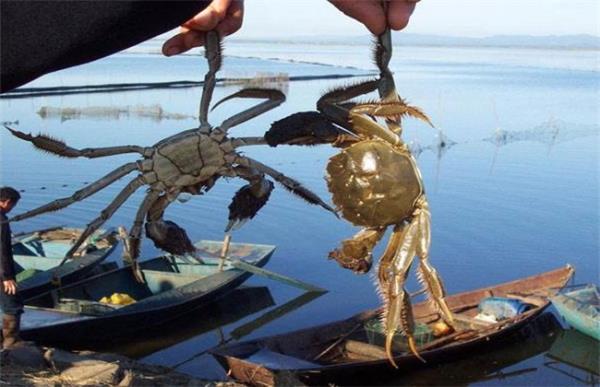 夏季养殖河蟹注意事项