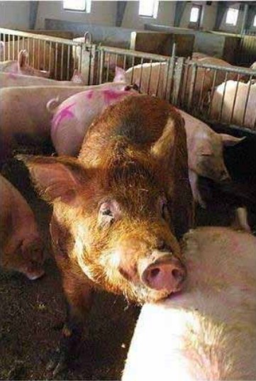 怎么给猪配种 配种管理指南（连载十）