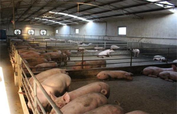 养猪如何节省饲料