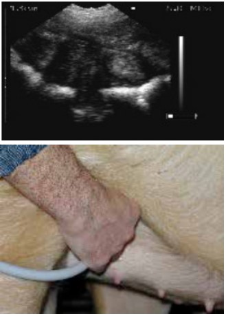 怎么给猪配种 配种管理指南（连载十）