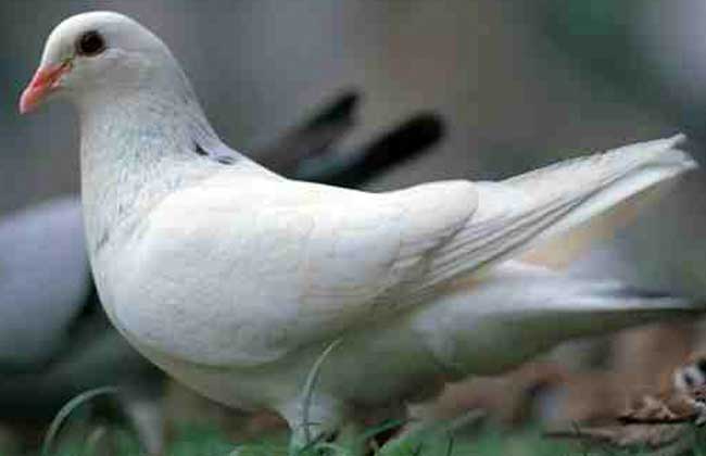 肉鸽的养殖前景