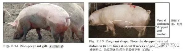 如何正确使用B超进行妊娠检查