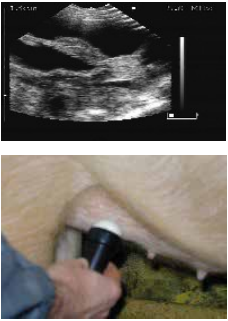 怎么给猪配种 配种管理指南（连载十）