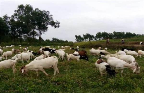 波尔山羊放养的注意事项