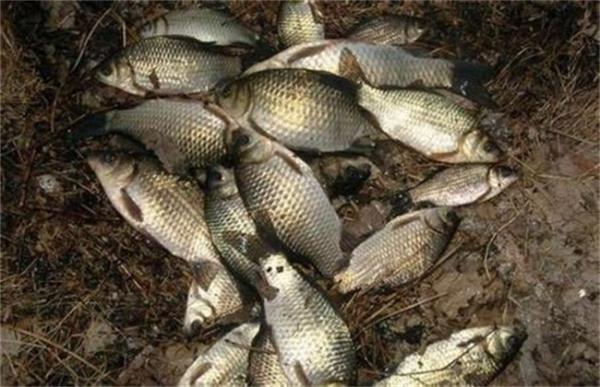 养鲫鱼怎么养才不死