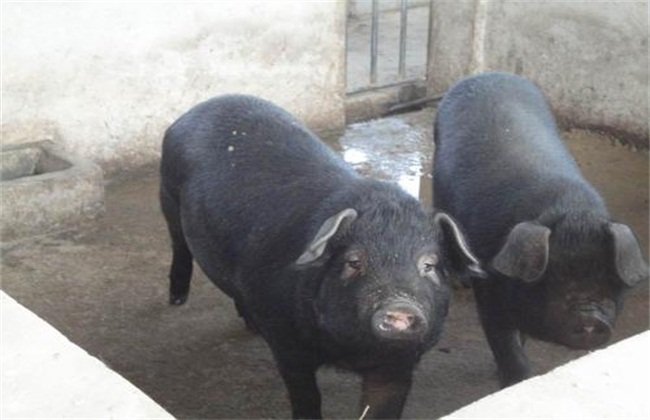 猪流感怎么治疗及预防