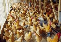 黄冠（黄瓤西瓜）