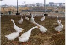 不能忽视桃树采后修剪