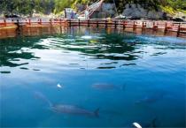 金枪鱼的人工养殖方法