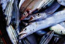 葡萄苗木出圃与贮藏