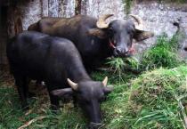 温室葡萄环境调控技术