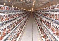 柑桔断根促生长