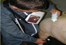 怎么给猪配种（配种管理指南（连载十））