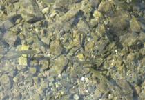 福思特防治葡萄霜霉病试验