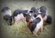 露地草莓红蜘蛛的防治 露地草莓红蜘蛛的防治