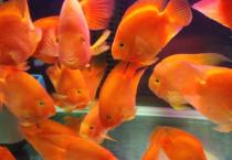 重庆柑桔秋季治螨和杀螨剂选用