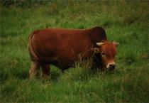 棚室草莓促“早醒”