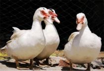 草莓大棚栽培畸形果的发生与防止