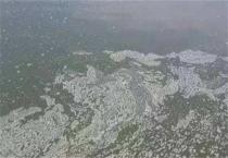 葡萄绿枝嫁接改造技术