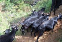 南方山区养什么品种的羊好？