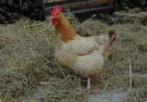 东兰早熟甜油桃――早红珠