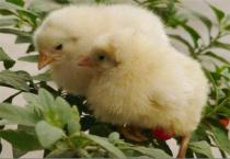 贮藏鸭梨防黑心