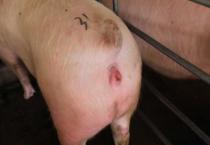 葡萄新品种-无核葡萄