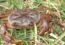 河蟹如何选择颗粒饲料? 河蟹如何选择颗粒饲料?