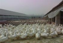 西瓜涂抹保鲜法